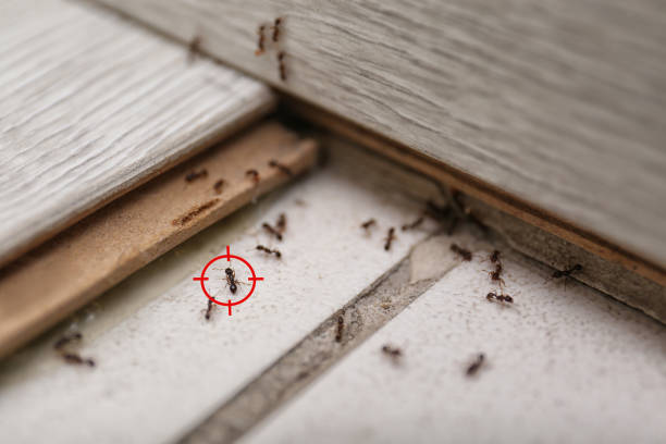 Best Insect Control  in Weed, CA