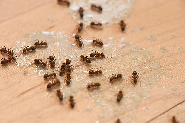 Best Local Pest Control Services  in Weed, CA